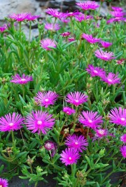 Colonie de Pourpiers en rocaille (Portulacacées, plante à feuilles charnues, estivale). Près de l'église d'Intragna. Cliché personnel