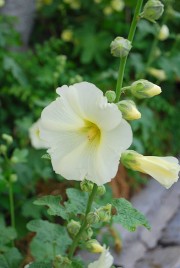 Rose trémière (Alcea rosea, Malvacées), près de l'église d'Intragna. Cliché personnel