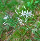 Anthericum liliago L. (Phalangère à fleurs de lis), Asparagacées. Cliché personnel, juin 2016